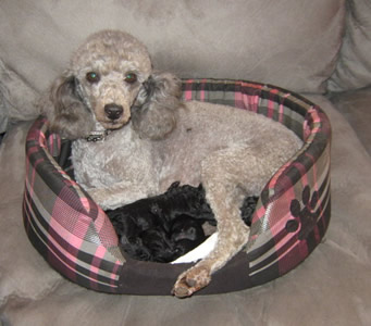 Beautiful Abby with her two day old puppies