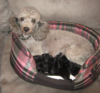 Beautiful proud Abby and her two day old puppies