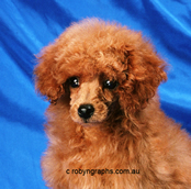 A toy poodle puppy