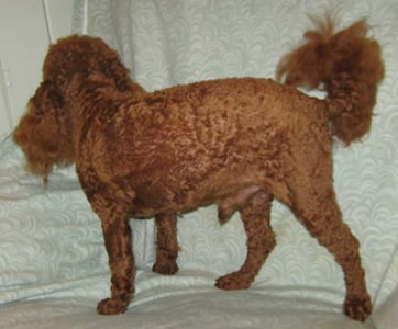 Elmo again in January 2011