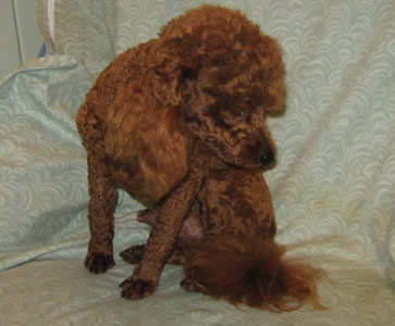 Beautiful Elmo in January  2011