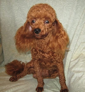 Gorgeous Elmo in January 2011