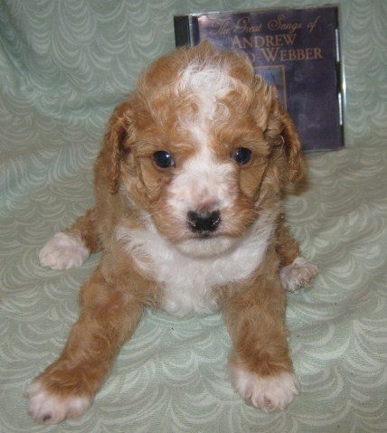 Parti Coloured Toy Poodle Male Puppy